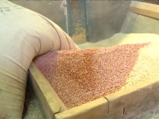 Le Quinoa, une ressource précieuse mais fragile pour la Bolivie