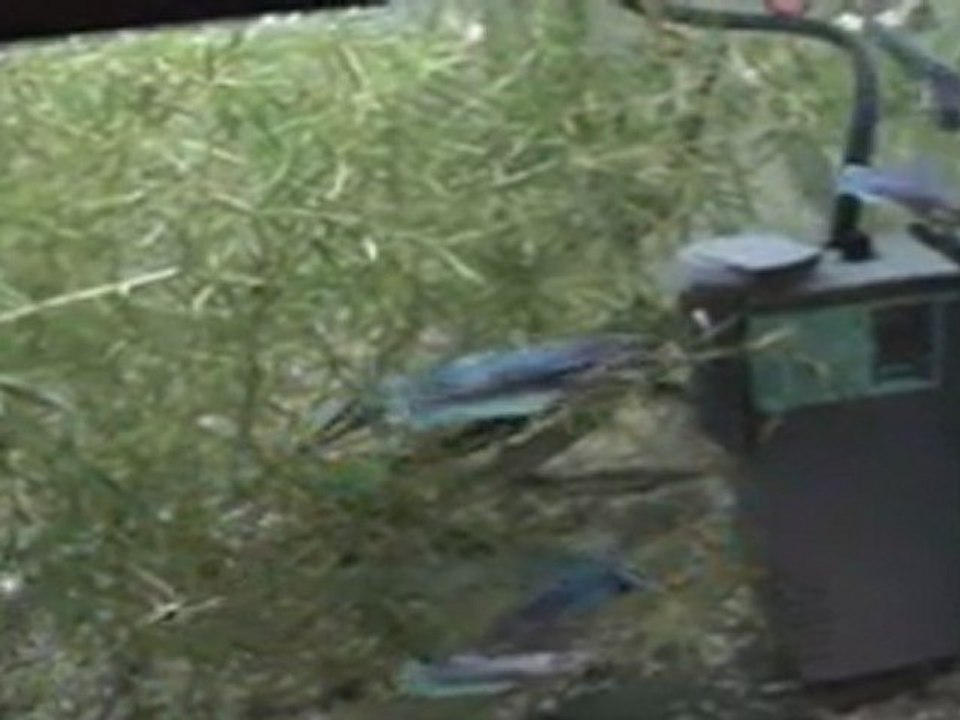 Betta splendens dans le courant.