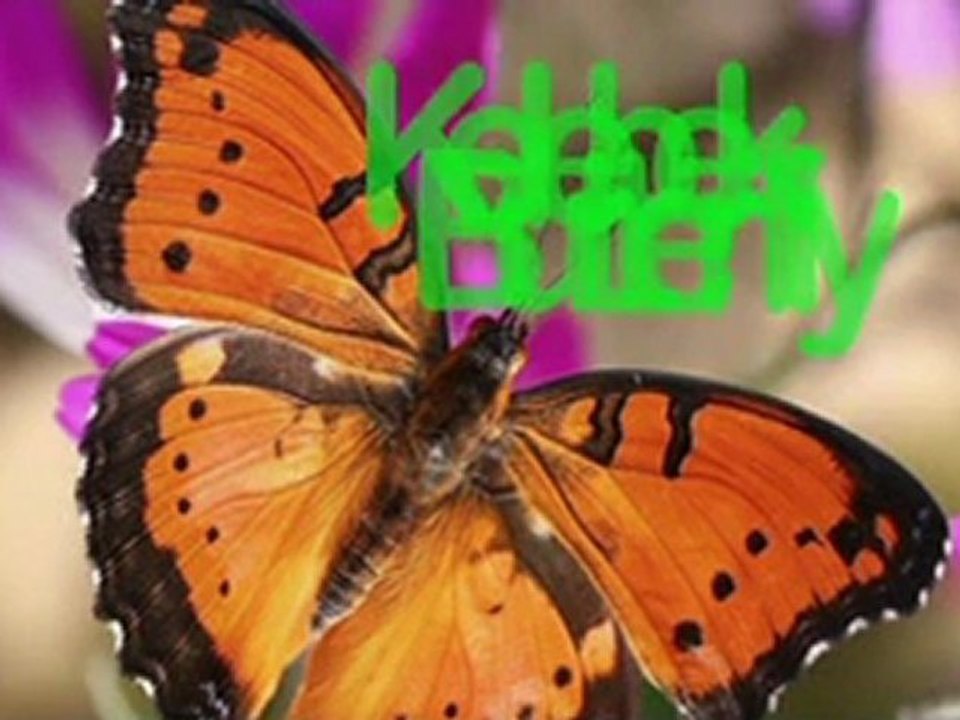 KELEBEK - BUTTERFLY