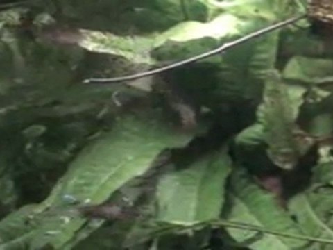 Betta splendens queue double