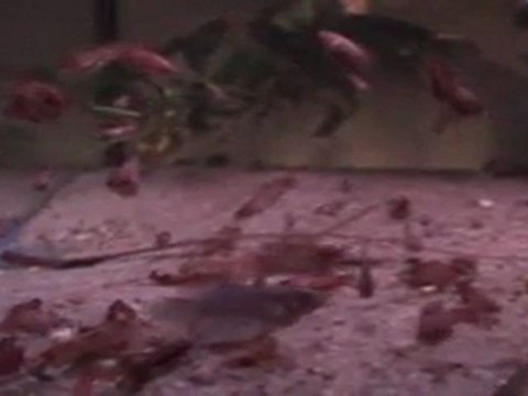 Betta splendens queue double X Orange PKBA