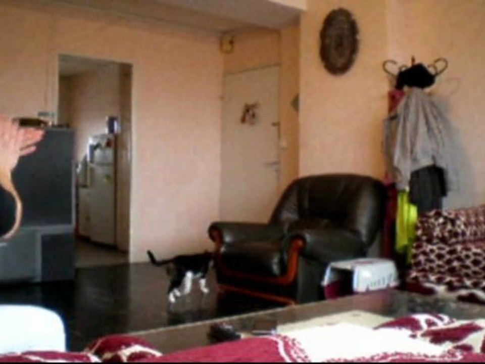 Chat drole - video