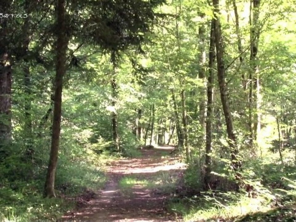 Pays Barrois : Filière bois