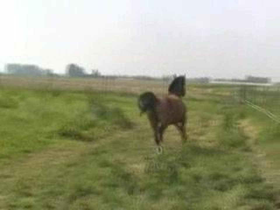 saut en liberté