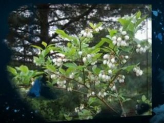 Little Giant Blueberry Plants Reviews