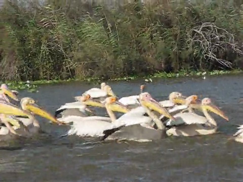 le vol des pélicans au parc des djouds(  sénégal)2010