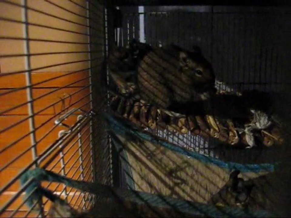 Evasion de mes octodons et cris des mâles.