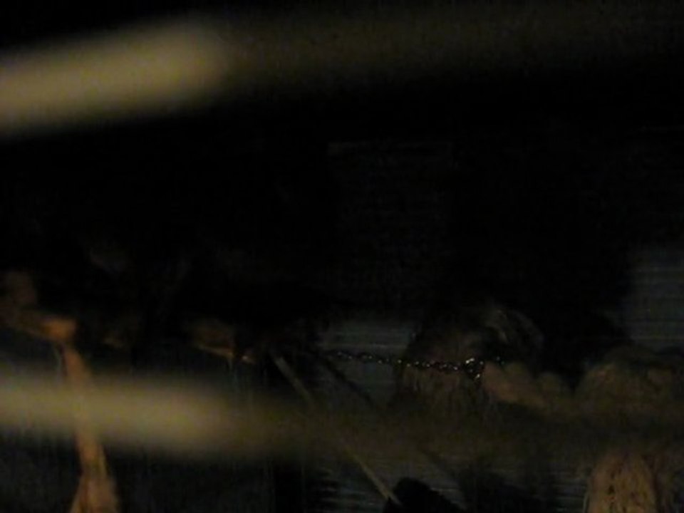 Octodon qui parle (cris)