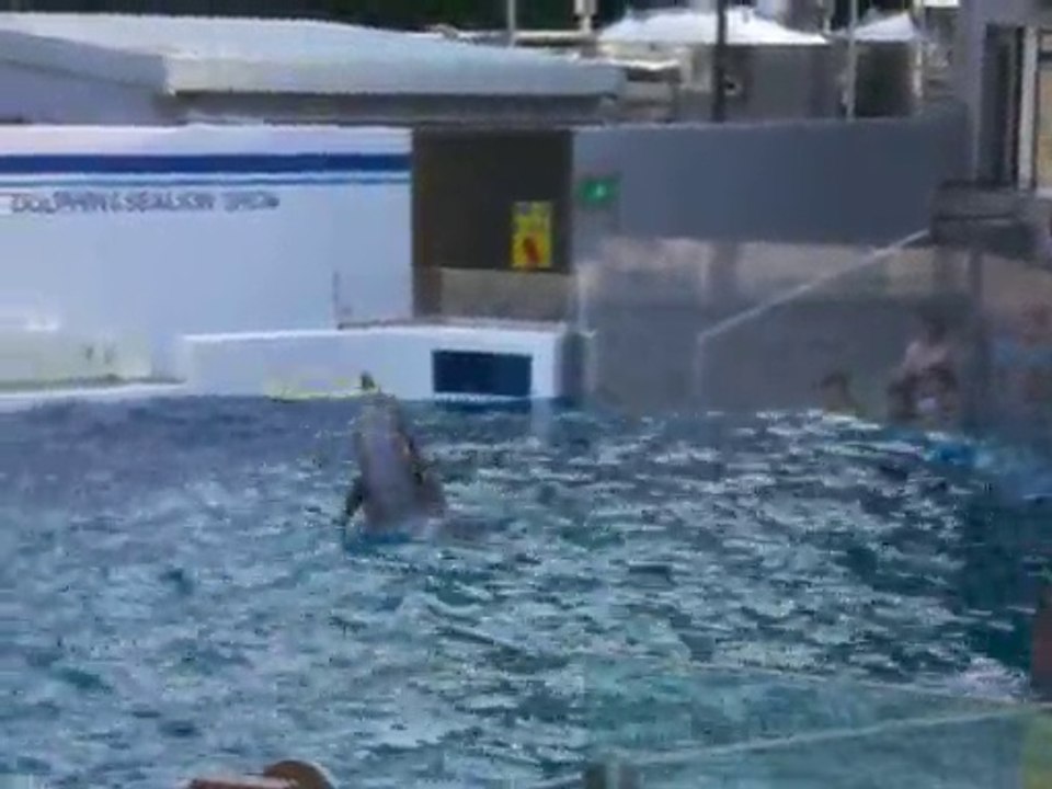 しながわ水族館　イルカショー2