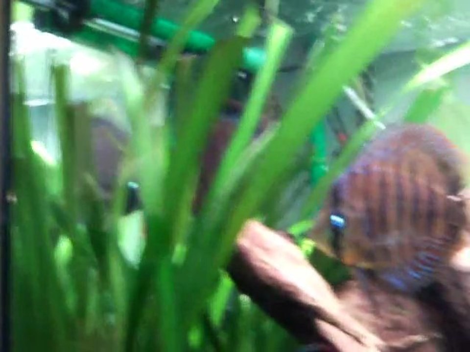 discusbrun360l