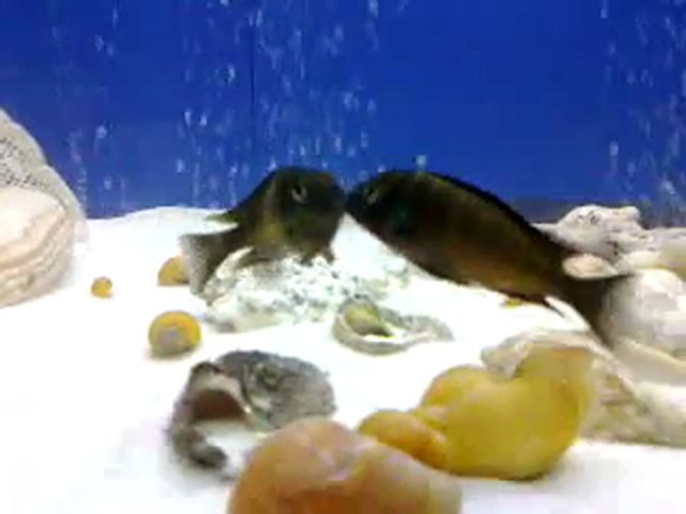 Tropheus sp. ''red'' Ndole Bay Red Young Males Fighting