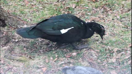 Low Cost Low Tech entertainment while being sick