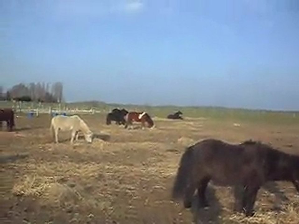 PONEYS POULAINS CHEVAUX AU PRE. 1) 21/02/2011