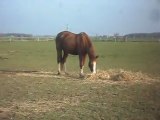 Poneys chevaux poulains le 21/02/2011 chez nous: le gouté!!