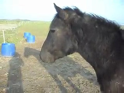 POULAINS MERENS 221/02/2011 SDC10291