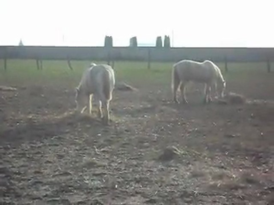 Chevaux au pré, c' est bien calme... Vite les poons ensuite!