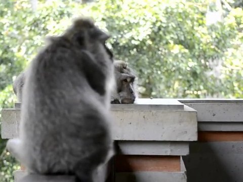 Monkeys of Ubud, Bali, Indonesia (2 of 8)