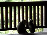 Monkeys of Ubud, Bali, Indonesia (5 of 8)