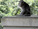 Monkeys of Ubud, Bali, Indonesia (6 of 8)