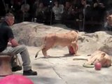 Lions Video MGM Grand Casino Las Vegas