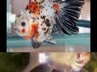 Goldfish Diseases