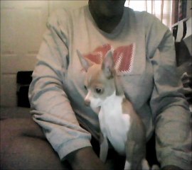 Myster Dog Sings Spongebob Theme Song