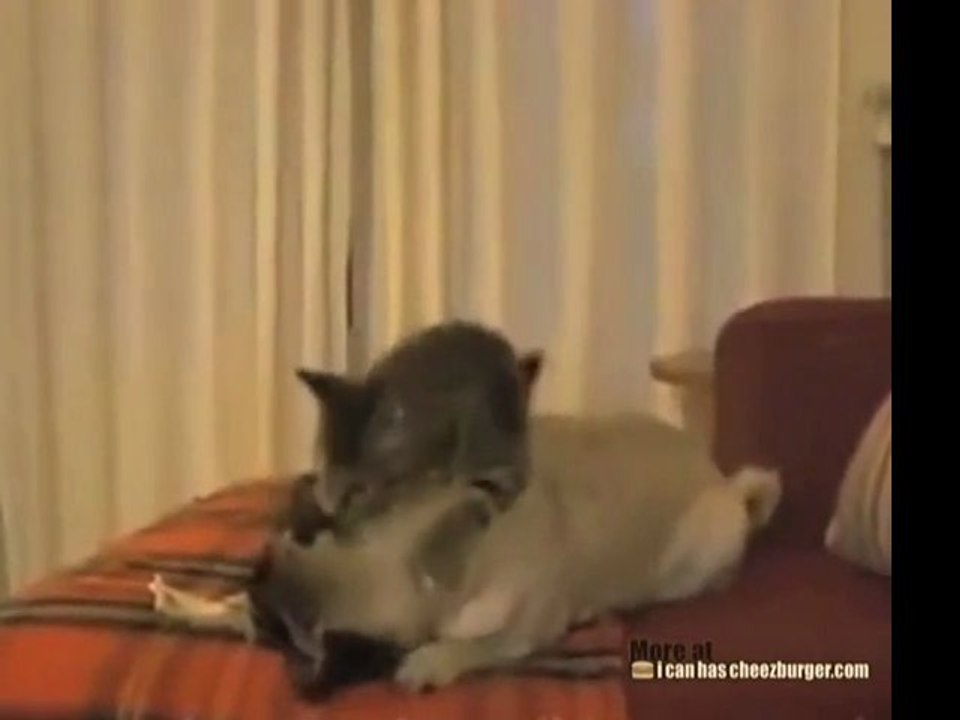 L'imitazione più ridicola di un leone