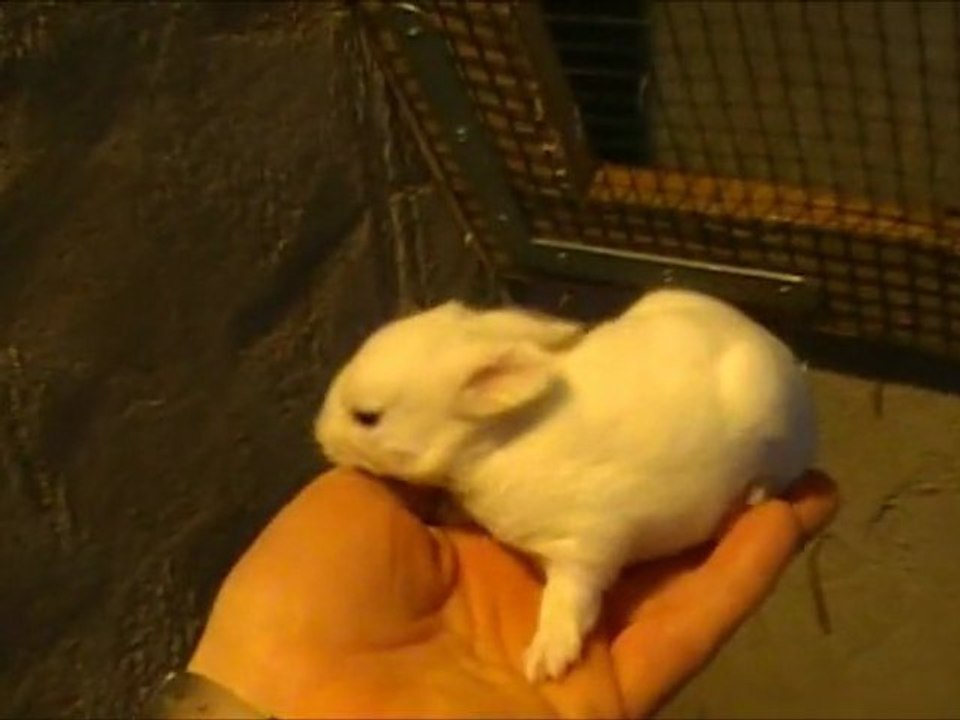 lapinblanc