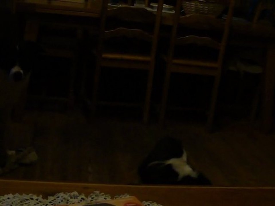 mes loulous qui jouent