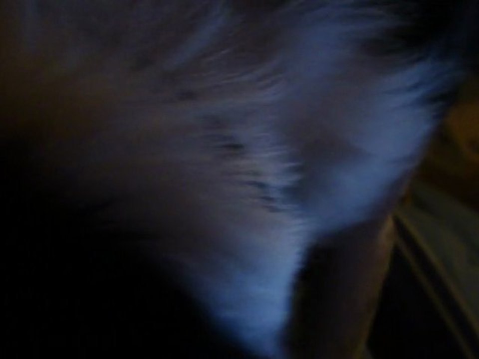 Caline qui cherche