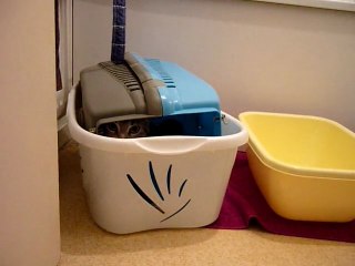 Chat qui sort de sa boite cat in a bottle