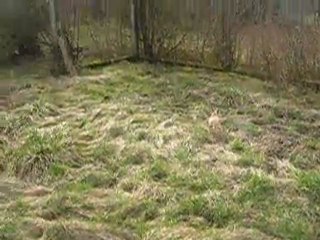 Des nouvelles de nos adoptées.