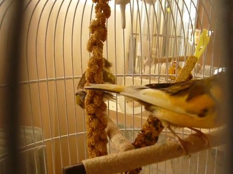 bébé canaris 1 ans apres