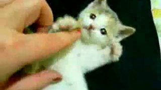 Cutest-kitten-ever