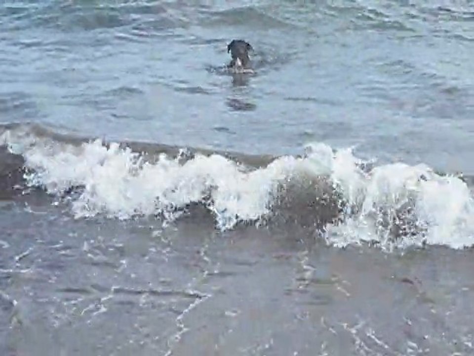 BAIN DE MER FEVRIER 2011