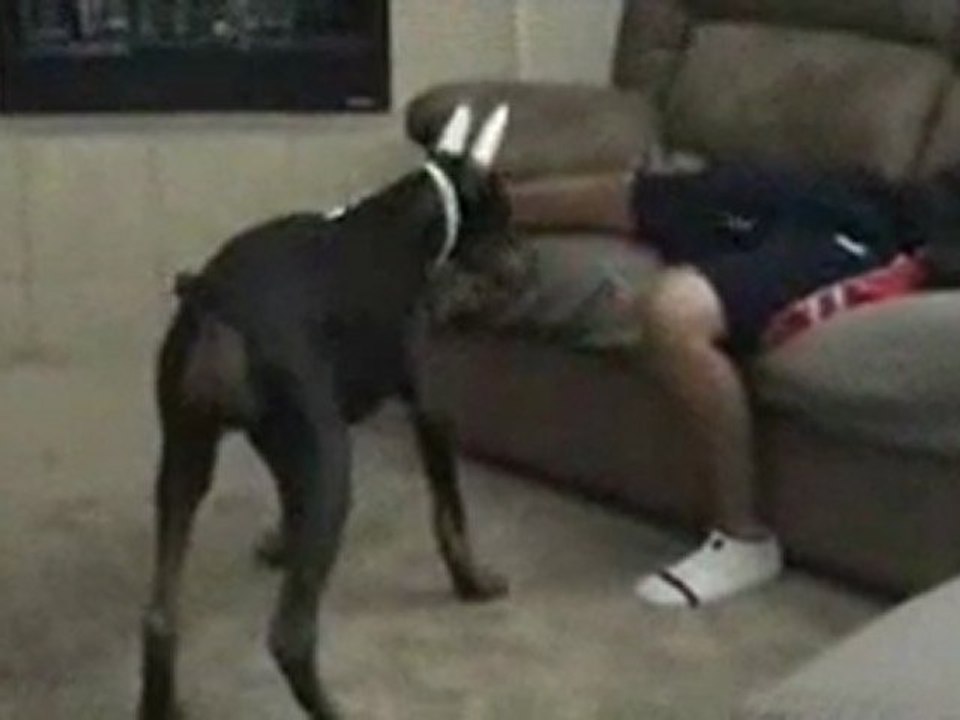 Dog-bites-crotch
