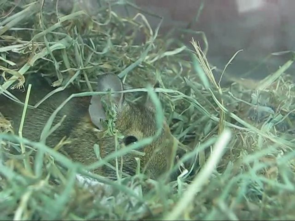 Brindille et bébés octodons. De la fin de la gestation jusqu'à leurs premières semaines.