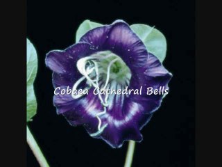 How to Grow Black Eyed Susan Vine From Seed