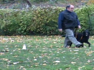 Douce à la marche au pied