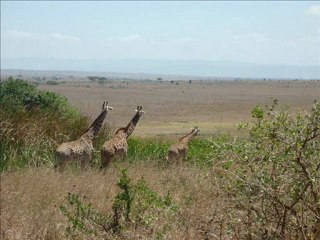 kenya ,mombasa,nairobi,hakuna matada ,safari