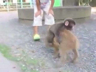 Baby Monkey (Going Backwards On A Pig) - Parry Gripp