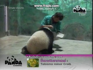 PANDA LinPing-Buttons&Bows[3]19.10.10