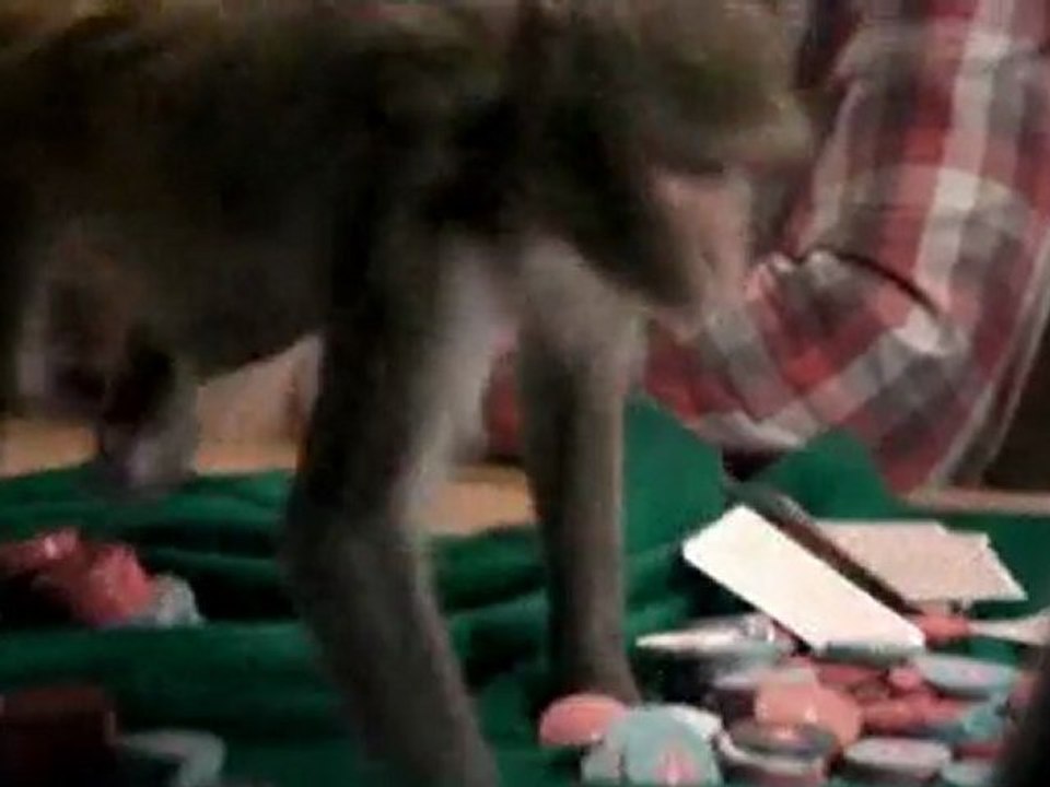 Monkey Poker Fail