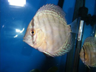 hakan yüksel discus