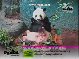 PANDA LinPing-Buttons&Bows[4]19.10.10