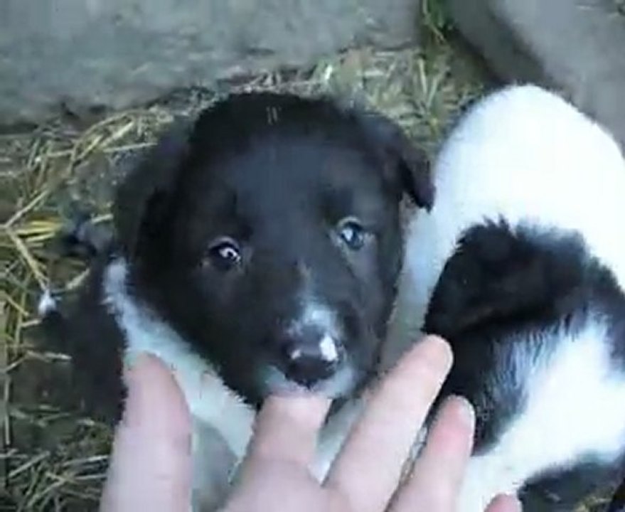 Chiots le 5-02-11