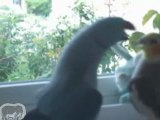 un perroquet veut embrasser un cockatiel