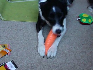 mes chien et leur jouets du swap 2