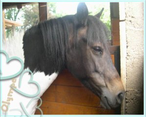 plaisir équitation