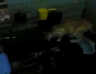 Cat drinking from bathroom water, he feel ashamed